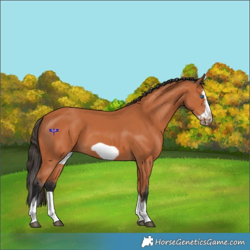 Horse Color:Bay Splash Frame