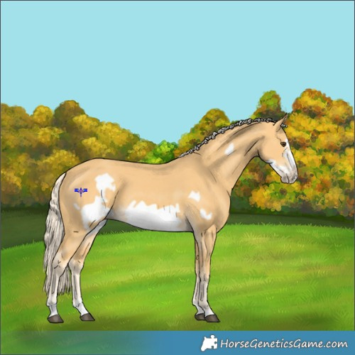 Horse Color:Palomino Frame 