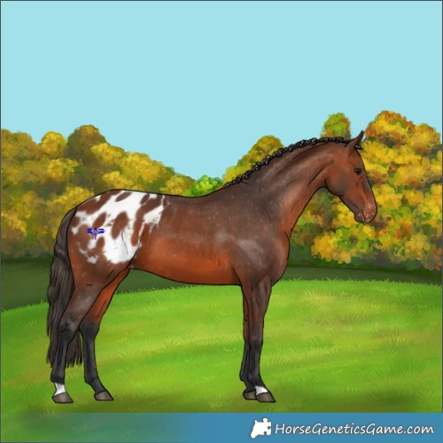 Horse Color:Bay Appaloosa 