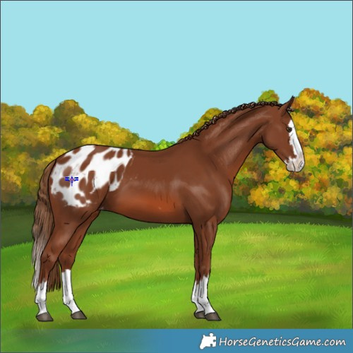 Horse Color:Chestnut Splash Appaloosa 