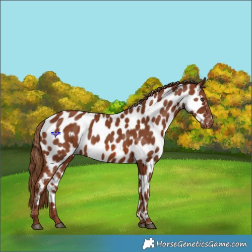 Horse Color:Chestnut Appaloosa