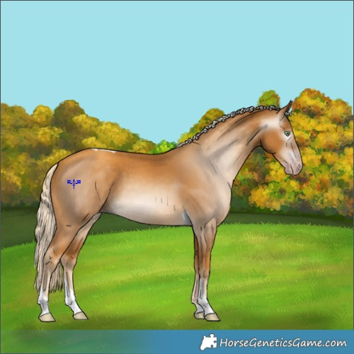 Horse Color:Gray Gold Cream Champagne Tobiano
