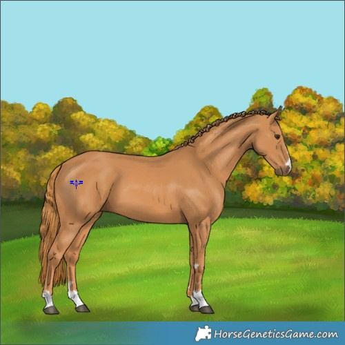 Horse Color:Chestnut 