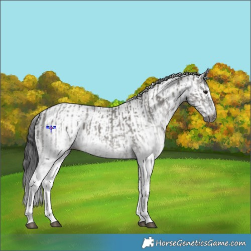Horse Color:Gray White Spotted Smoky Grullo  and Gray White Spotted Smoky Grullo Rabicano 