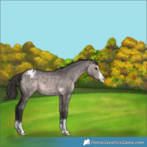 Horse Color:Platinum Brown Dun Appaloosa