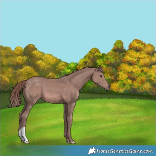 Horse Color:Platinum Chestnut 