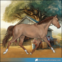 Horse Color:Red Dun 