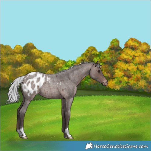 Horse Color:Platinum Silver Brown Roan Appaloosa