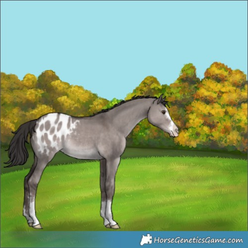 Horse Color:Platinum Liver Red Dun Appaloosa 
