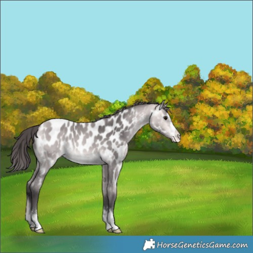 Horse Color:Platinum Buckskin Appaloosa 
