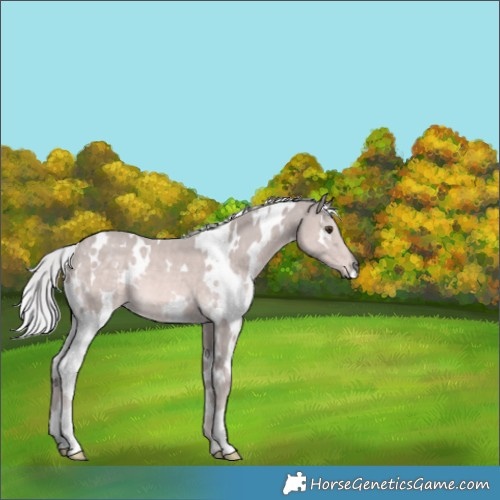 Horse Color:Platinum White Spotted Palomino