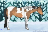 Horse Color:Buckskin Tobiano