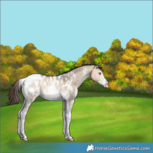 Horse Color:Bay Dun Sabino Tobiano Appaloosa Rabicano 