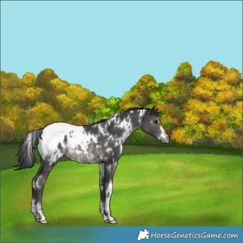 Horse Color:White Spotted Black Appaloosa Rabicano 