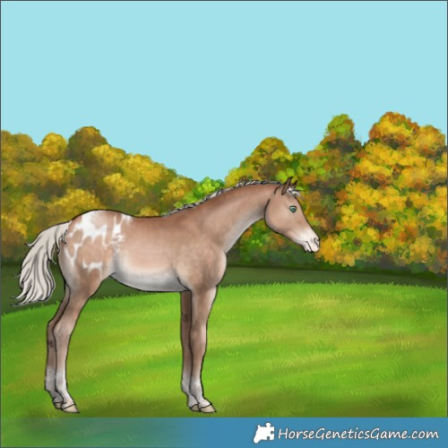 Horse Color:Silver Brown Pearl Tobiano Appaloosa Rabicano 