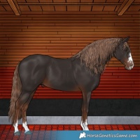 Horse Color:Liver Chestnut