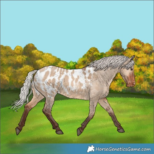 Horse Color:Silver Brown Dun Appaloosa 