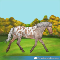 Horse Color:Silver Brown Dun Appaloosa 