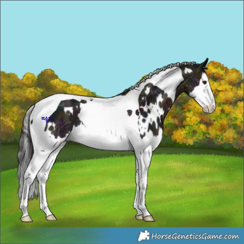 Horse Color:White Spotted Midnight Brown Ice Mushroom Splash Tobiano Rabicano 
