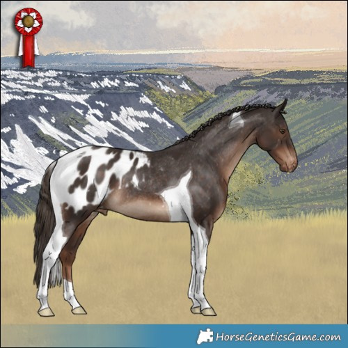 Horse Color:Liver Chestnut Tobiano Appaloosa Rabicano 