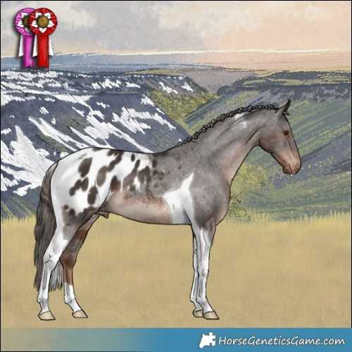 Horse Color:Liver Chestnut Tobiano Appaloosa Rabicano 