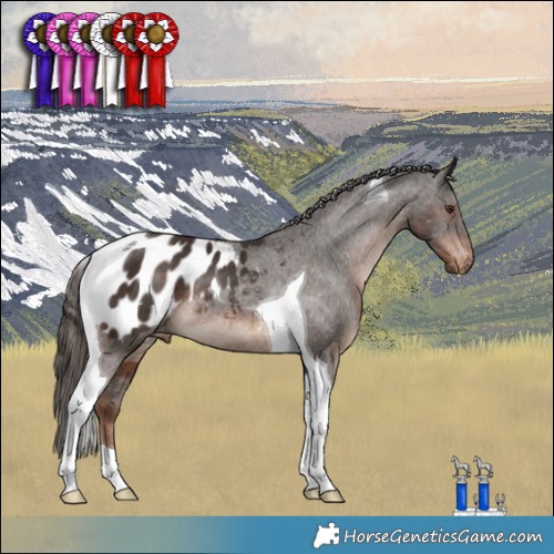 Horse Color:Liver Chestnut Tobiano Appaloosa Rabicano 
