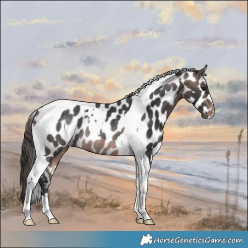 Horse Color:Platinum Bay Tobiano Appaloosa Rabicano 