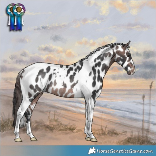 Horse Color:Platinum Bay Tobiano Appaloosa Rabicano 
