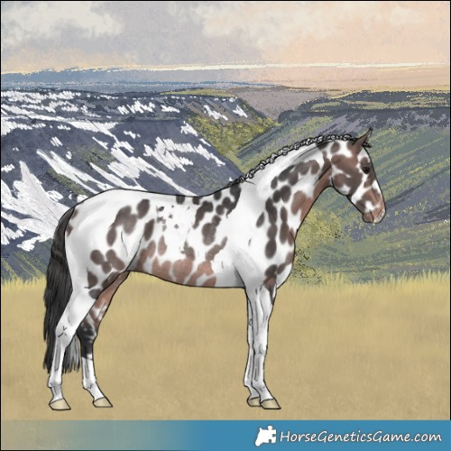 Horse Color:Platinum Bay Tobiano Appaloosa Rabicano 