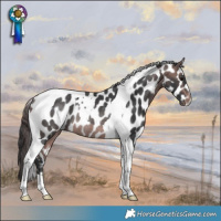 Horse Color:Platinum Bay Tobiano Appaloosa Rabicano 