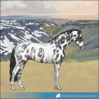 Horse Color:Platinum Brown Tobiano Leopard 