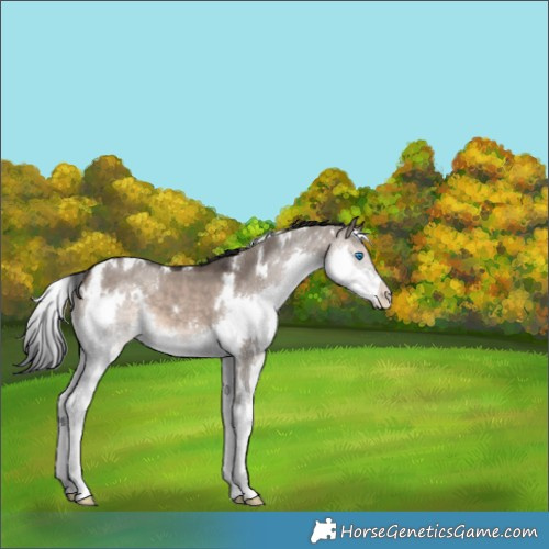 Horse Color:White Spotted Brown Dun Splash 