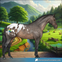 Horse Color:Brown Dun Appaloosa