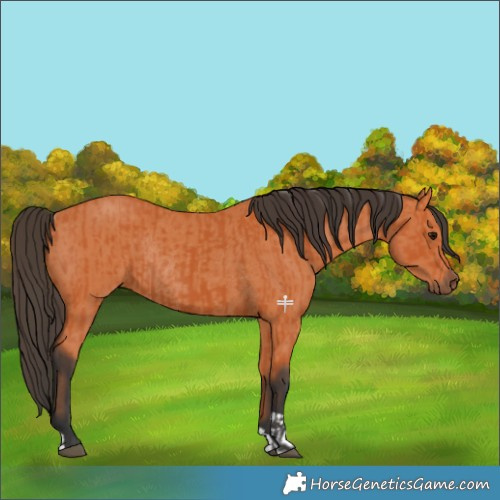 Horse Color:Bay  and Bay Rabicano 