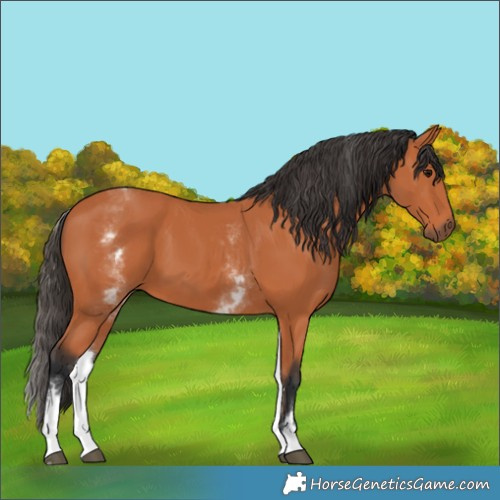 Horse Color:White Spotted Bay 
