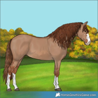Horse Color:Red Dun 