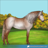 Horse Color:Gray Chestnut