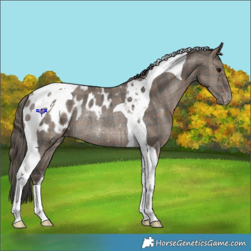 Horse Color:Plaid  Grullo Tobiano Appaloosa Rabicano 