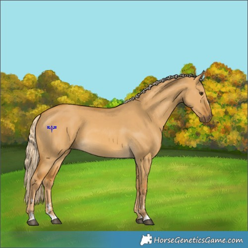 Horse Color:Palomino Dun