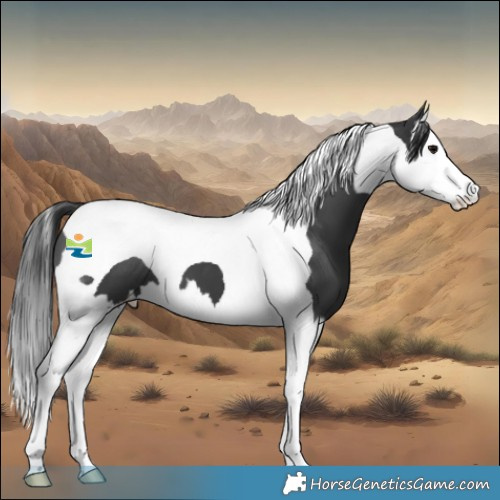 Horse Color:Black Splash Tobiano 
