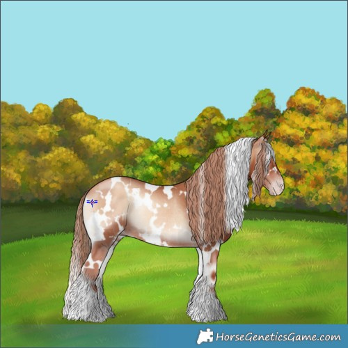 Horse Color:White Spotted Gold Champagne Onyx Rabicano 