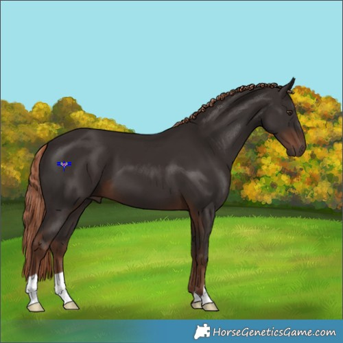 Horse Color:Liver Chestnut 