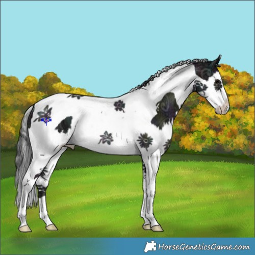 Horse Color:Midnight Black Ice Splash Tobiano Rabicano 