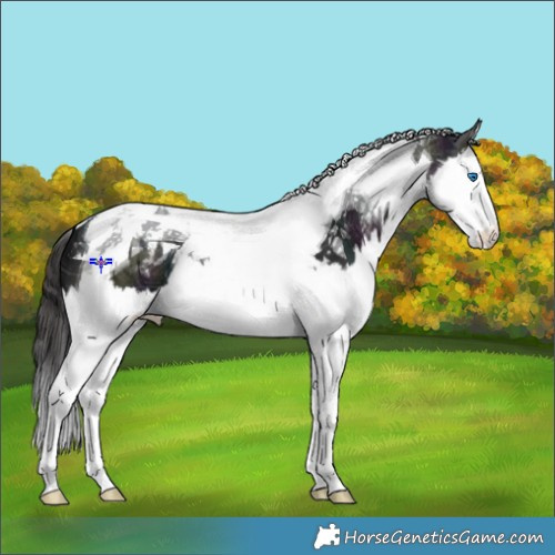 Horse Color:Midnight Smoky Black Ice Splash Tobiano 