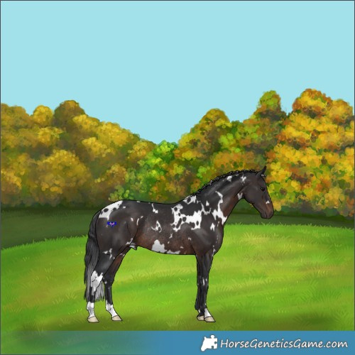 Horse Color:White Spotted Brown Rabicano 