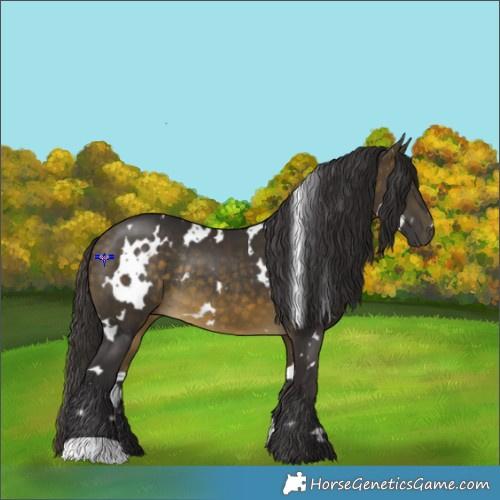 Horse Color:White Spotted Buckskin Rabicano 