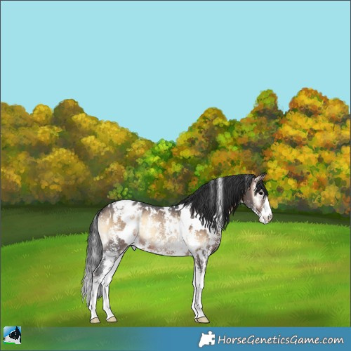 Horse Color:White Spotted Brown Onyx Sabino Appaloosa Rabicano 