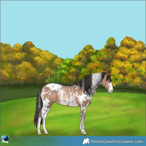 Horse Color:White Spotted Sable Champagne Sabino Appaloosa Rabicano 