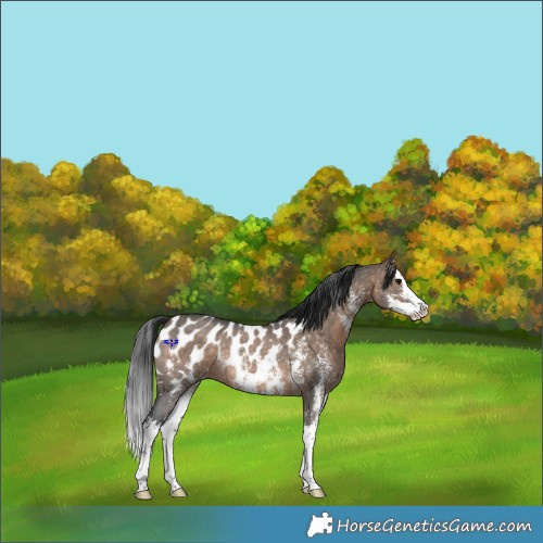 Horse Color:Brown Dun Sabino Splash Appaloosa Rabicano 