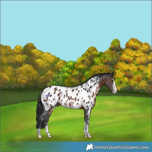Horse Color:Brown Sabino Near Leopard Rabicano 
